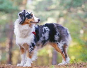 6 Best Australian Shepherd Breeders In North Carolina 2021 We Love Doodles