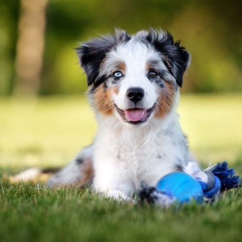 6 Best Australian Shepherd Breeders in New York! (2024) - We Love Doodles