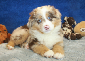 Forbigående fryser værdig 6 Best Australian Shepherd Breeders in New York! (2022) - We Love Doodles