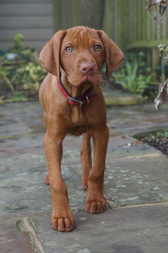 Best 150 Vizsla Dog Names Male and Female! (2024) We Love Doodles