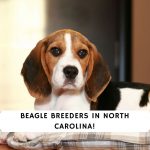 Beagle Breeders in North Carolina