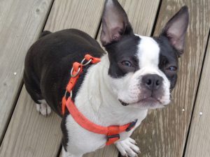 4 Best Boston Terrier Breeders in North Carolina! (2024) - We Love Doodles