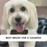 Best Brush for a Cavapoo