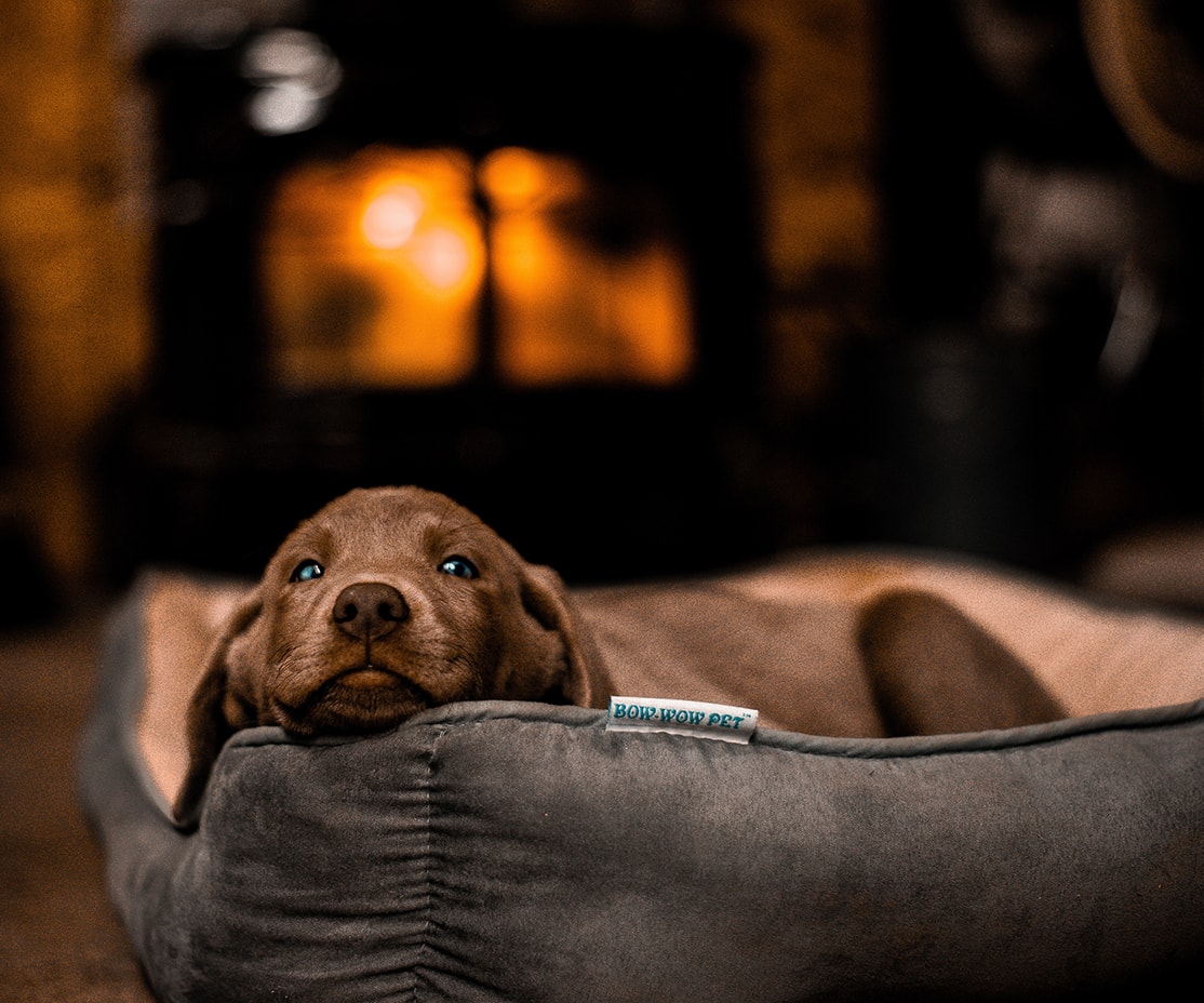 miniature couch for a pooch