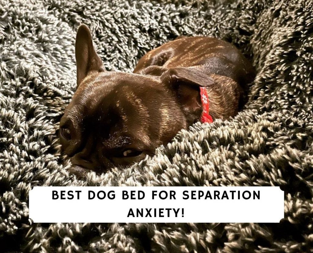 Best Dog Bed For Separation Anxiety