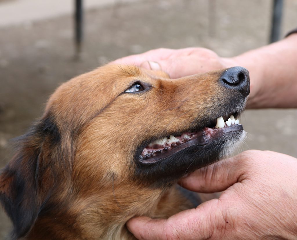 Best Dog Food For Bad Breath - Top 5 Picks (2023) - We Love Doodles