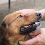 Best Dog Food for Bad Breath