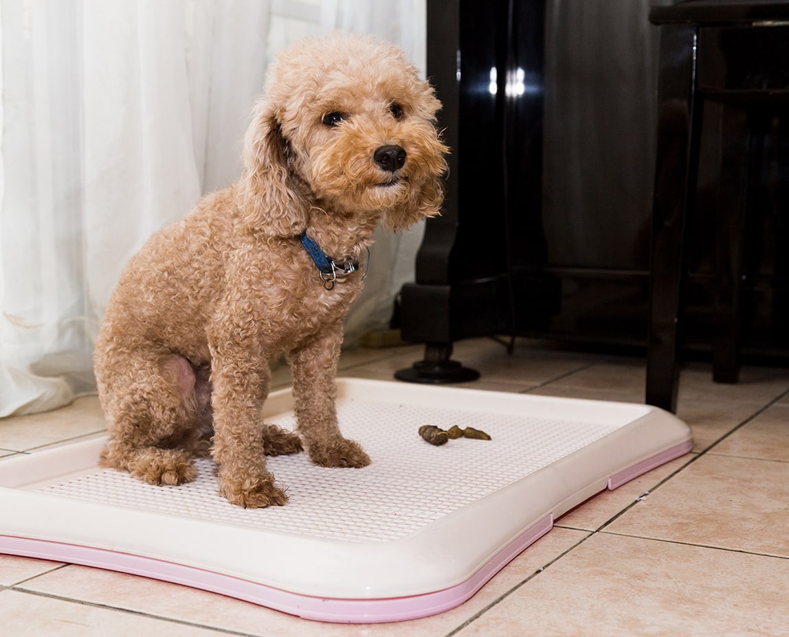 can you get litter trays for dogs