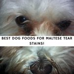 Best Dog foods for Maltese Tear Stains