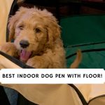Best Indoor Dog Pen With Floor