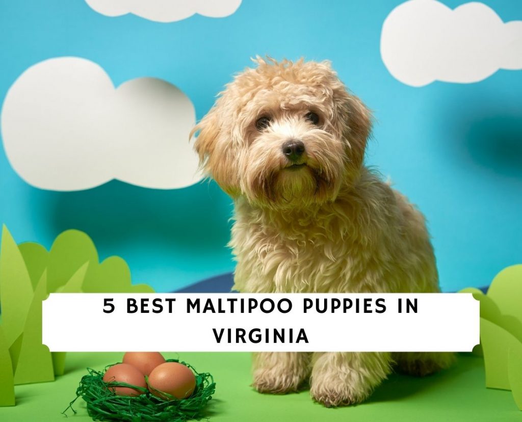 Maltipoo Puppies In Virginia Top 5 Breeders 2021 We Love Doodles