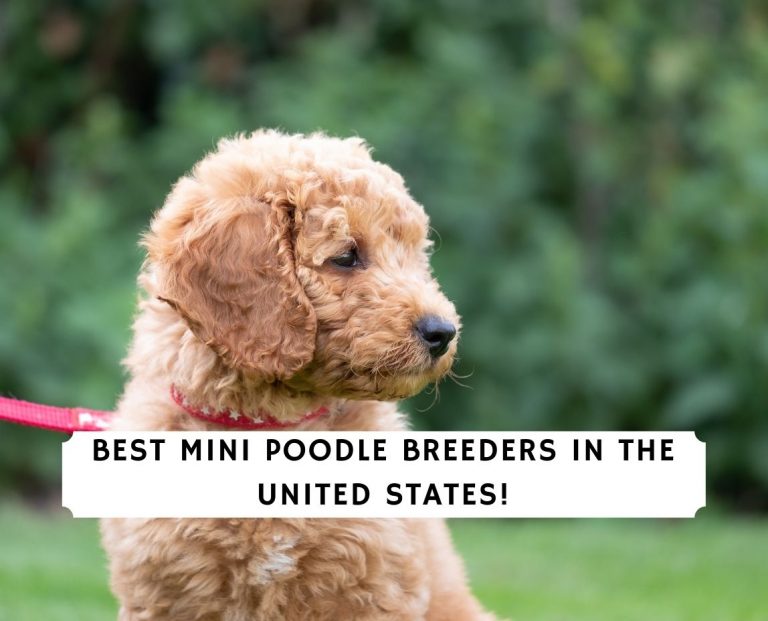 8 Best Mini Poodle Breeders In The U.s.!