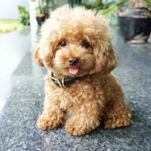 7 Best Mini Poodle Breeders in the U.S.! (2021) We Love Doodles