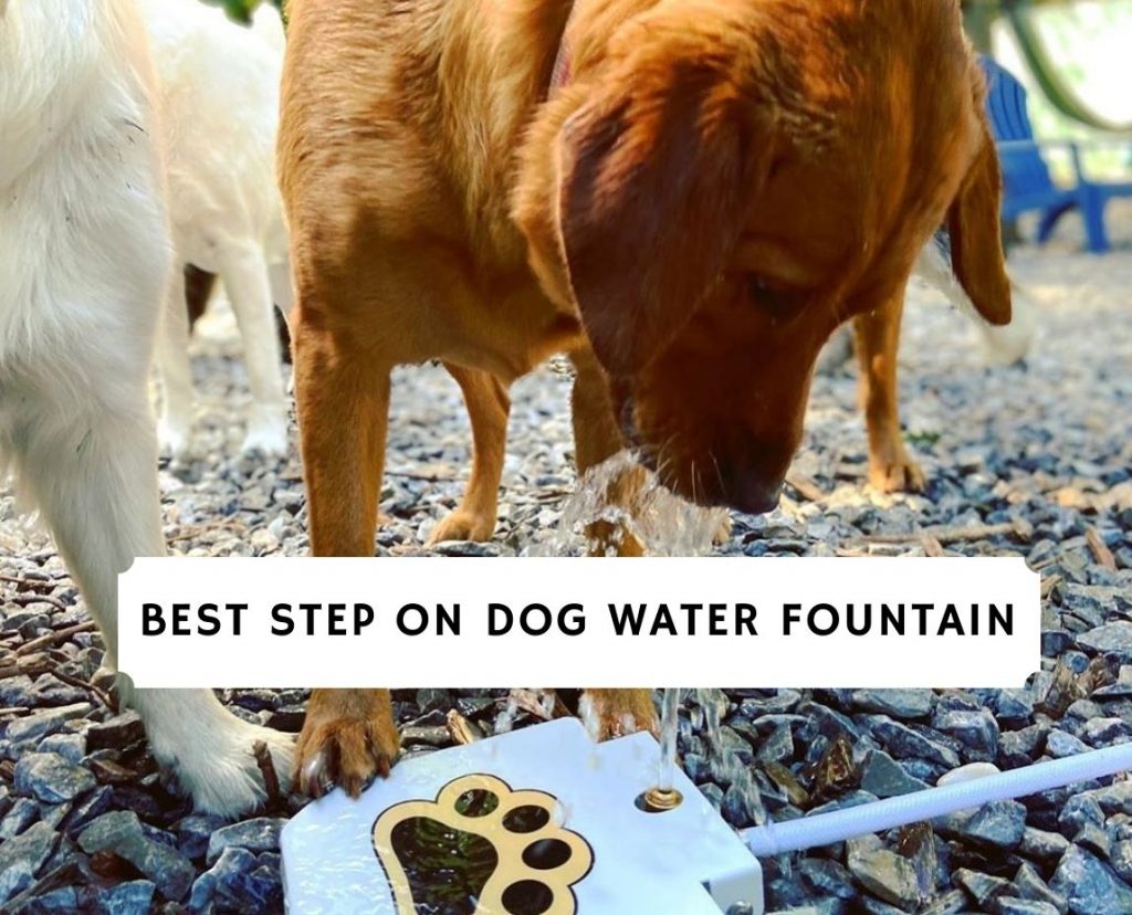 Dog Outdoor Fountain Step On, Paw Activated Drinking Pet Dispenser,  Provides Fresh Water, Sturdy, Easy to Use by Trio Gato