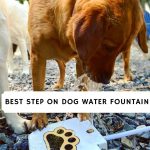 Best Step On Dog Water Fountain