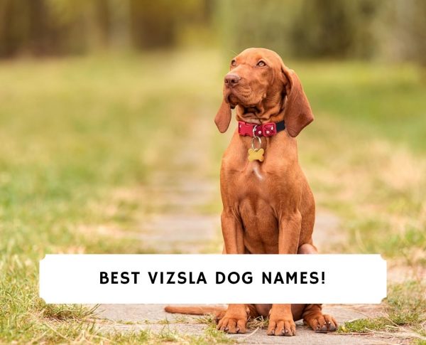 Best 150 Vizsla Dog Names - Male And Female! (2024) - We Love Doodles