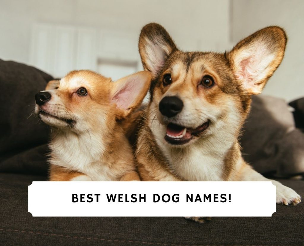 150 Mythical Names For Dogs