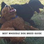 Best Whoodle Dog Breed Guide