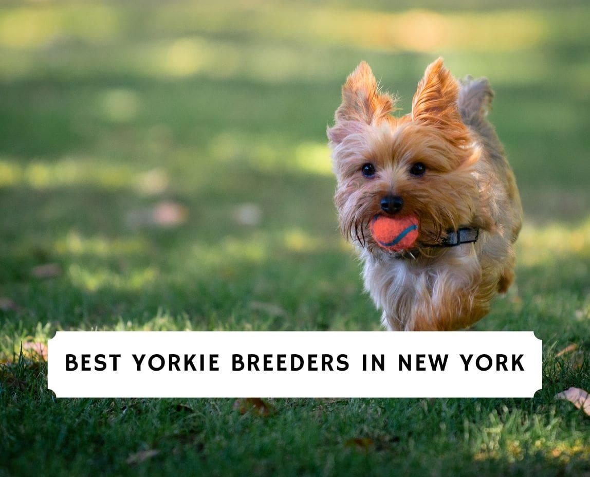 Where Do Yorkies Like To Be Petted