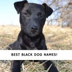 Black Dog Names