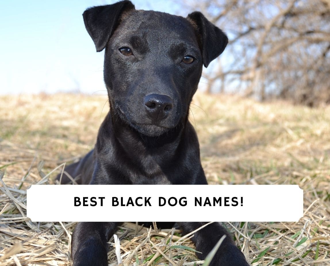 what do you name a little black dog