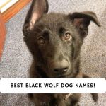 Black Wolf Dog Names