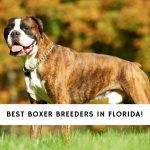 Boxer Breeders in Florida