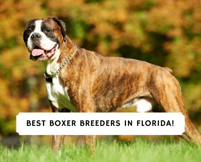 4 Best Boxer Breeders in Florida!