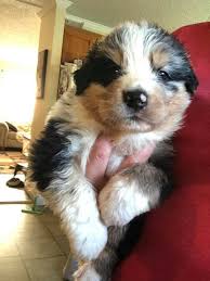 6 Best Australian Shepherd Breeders In North Carolina 2021 We Love Doodles