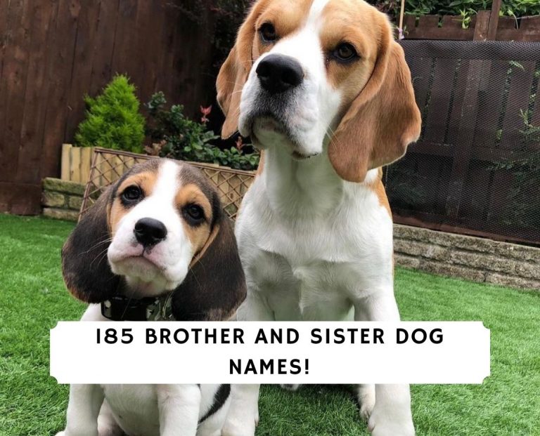 185 Brother and Sister Dog Names! (2024) - We Love Doodles