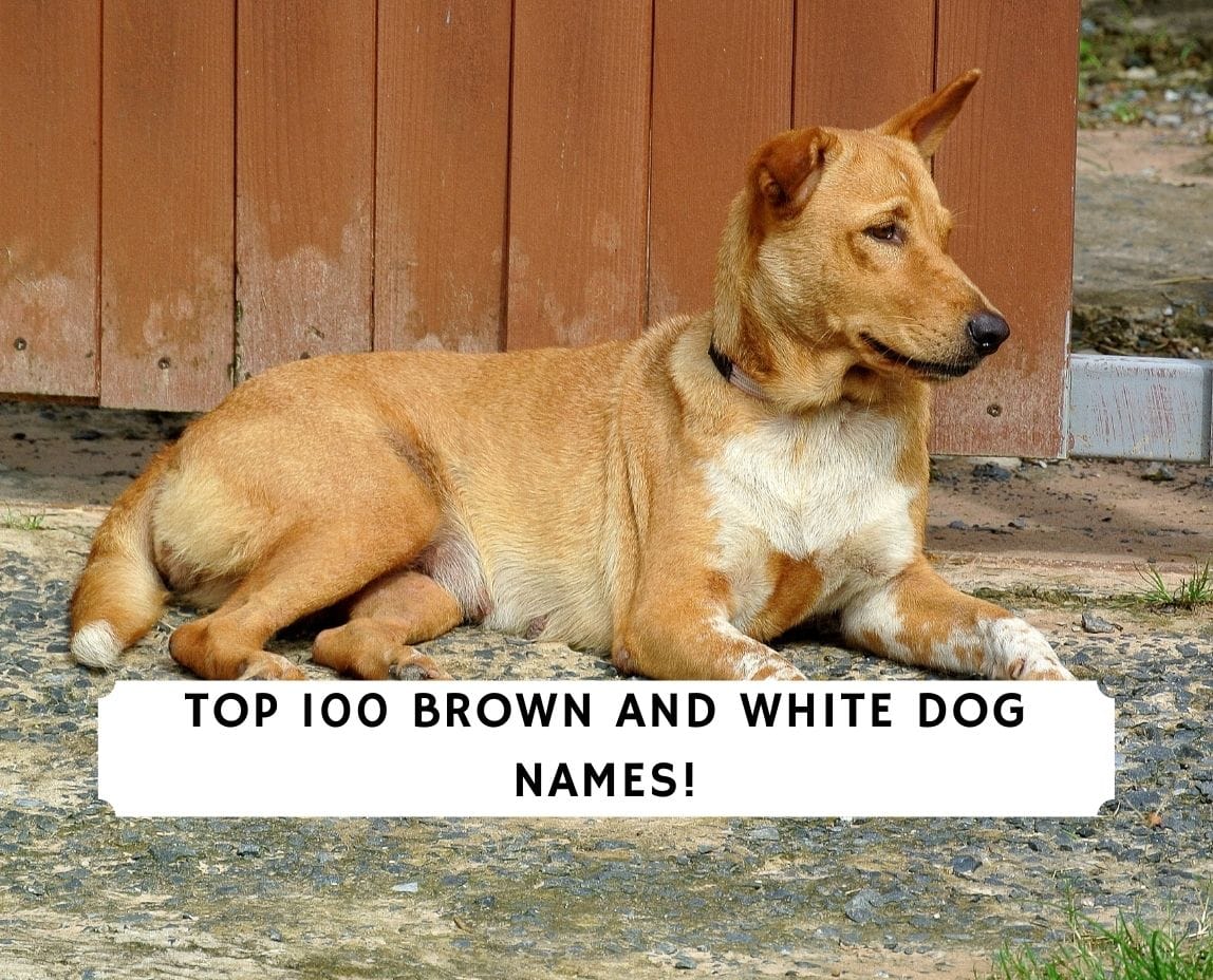 Top 100 Brown And White Dog Names 21 We Love Doodles