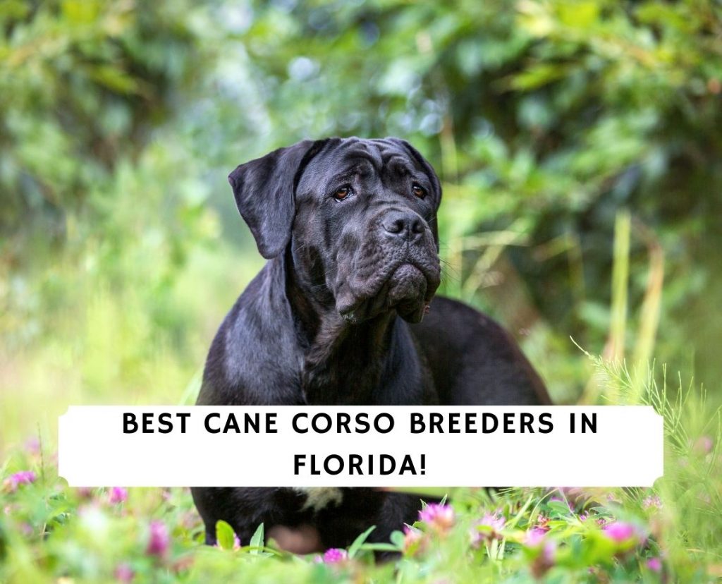 how much do cane corso puppies cost