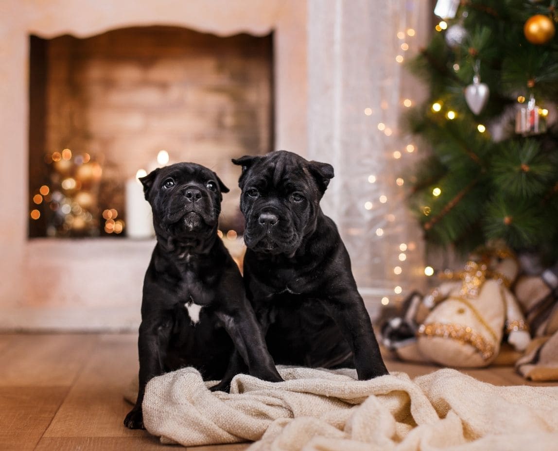 7 Best Cane Corso Breeders in New York!