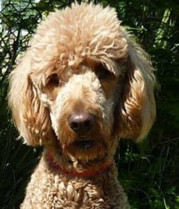 retired toy poodle for adoption