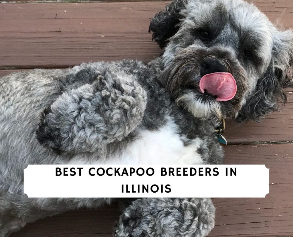 7 Best Cockapoo Breeders In Illinois 2021 We Love Doodles