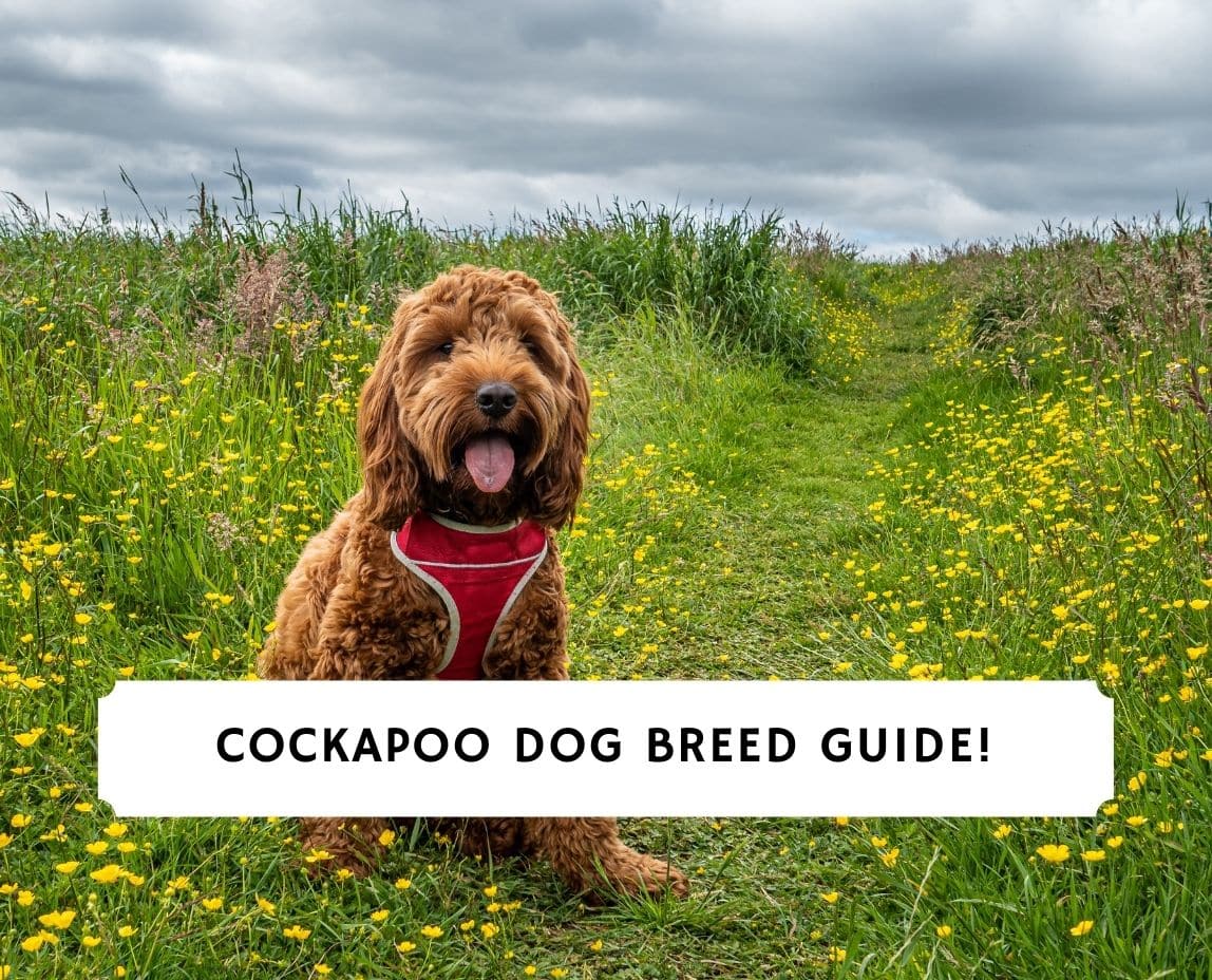 what is the temperament of a cockapoo dog