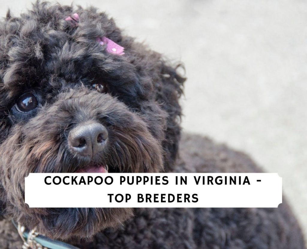 Cockapoo Puppies In Virginia Top 4 Breeders 2021 We Love Doodles