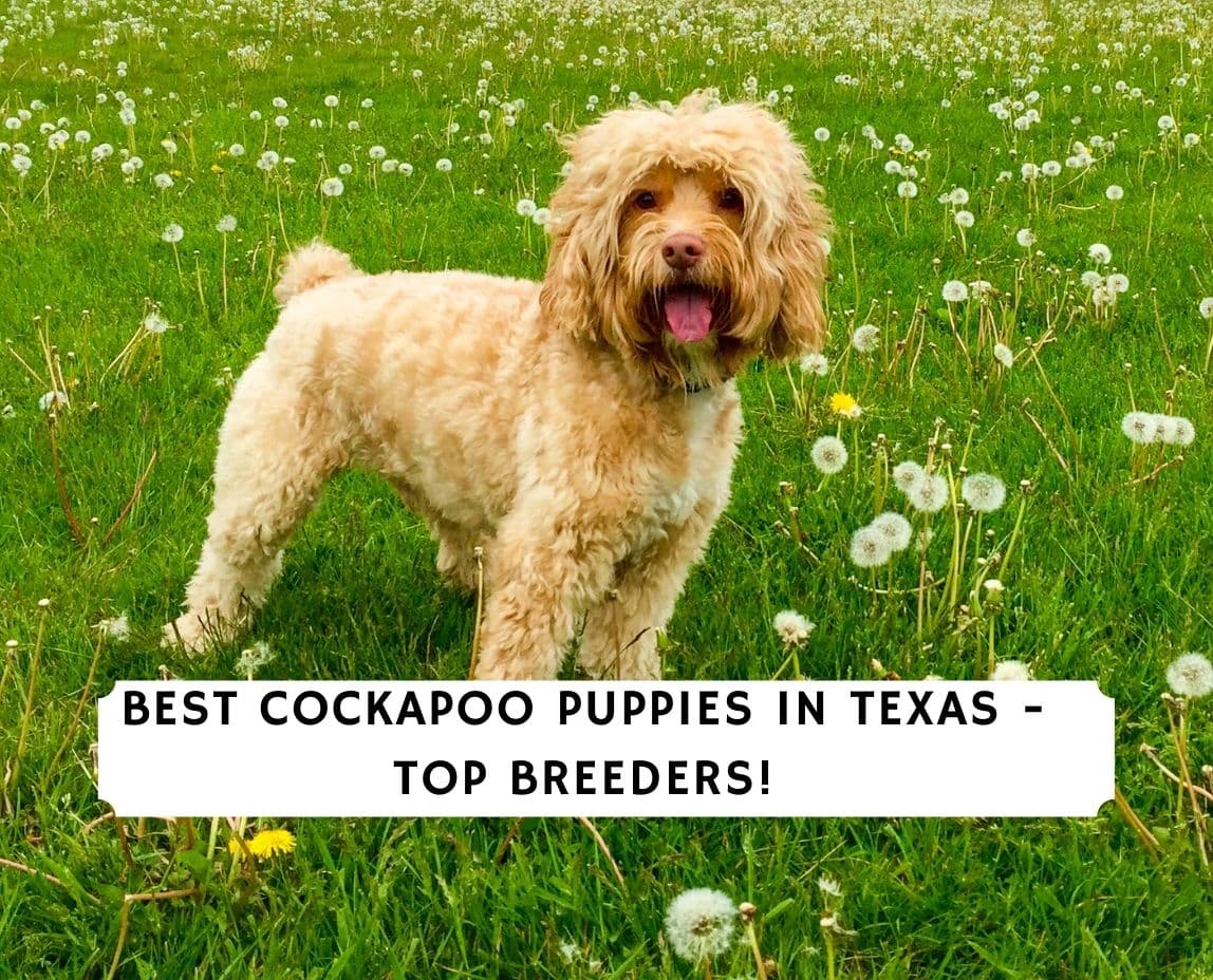 cockapoo breeders