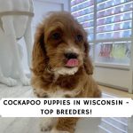 Cockapoo Puppies in Wisconsin