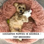 Cockapoo puppies in Georgia