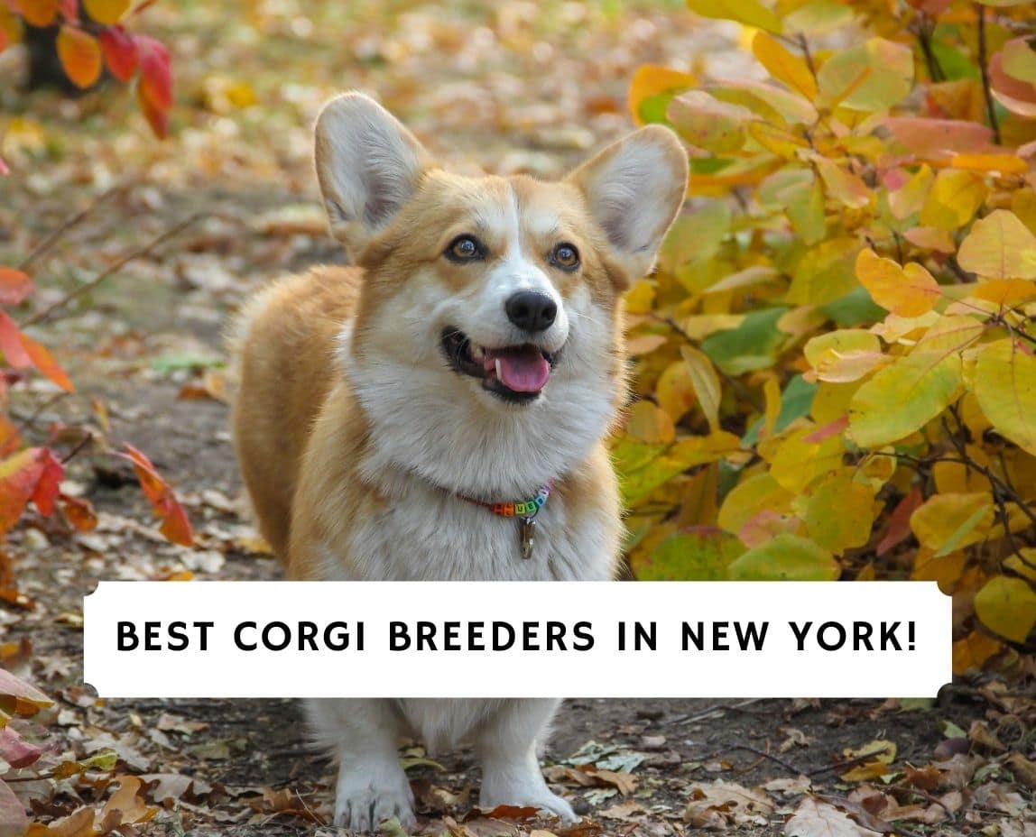 5 Best Corgi Breeders In New York 2021 We Love Doodles