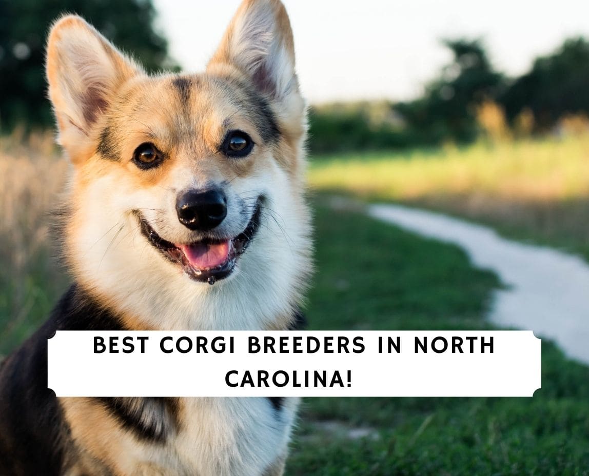 are corgi healthy dogs