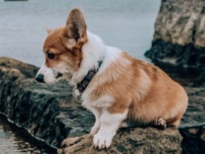 5 Best Corgi Breeders In New York 2021 We Love Doodles