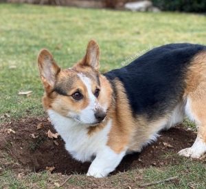 carolina north corgi puppies breeders 2021