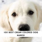 Cream Colored Dog Names