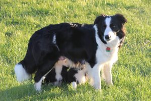 5 Best Border Collie Breeders In Illinois 2021 We Love Doodles