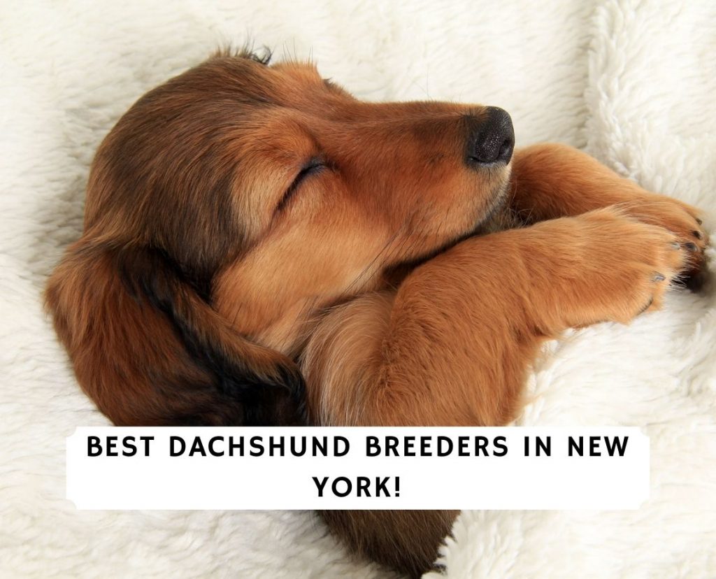 6 Best Dachshund Breeders In New York 2021 We Love Doodles