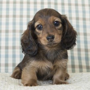 6 Best Dachshund Breeders In New York 2021 We Love Doodles