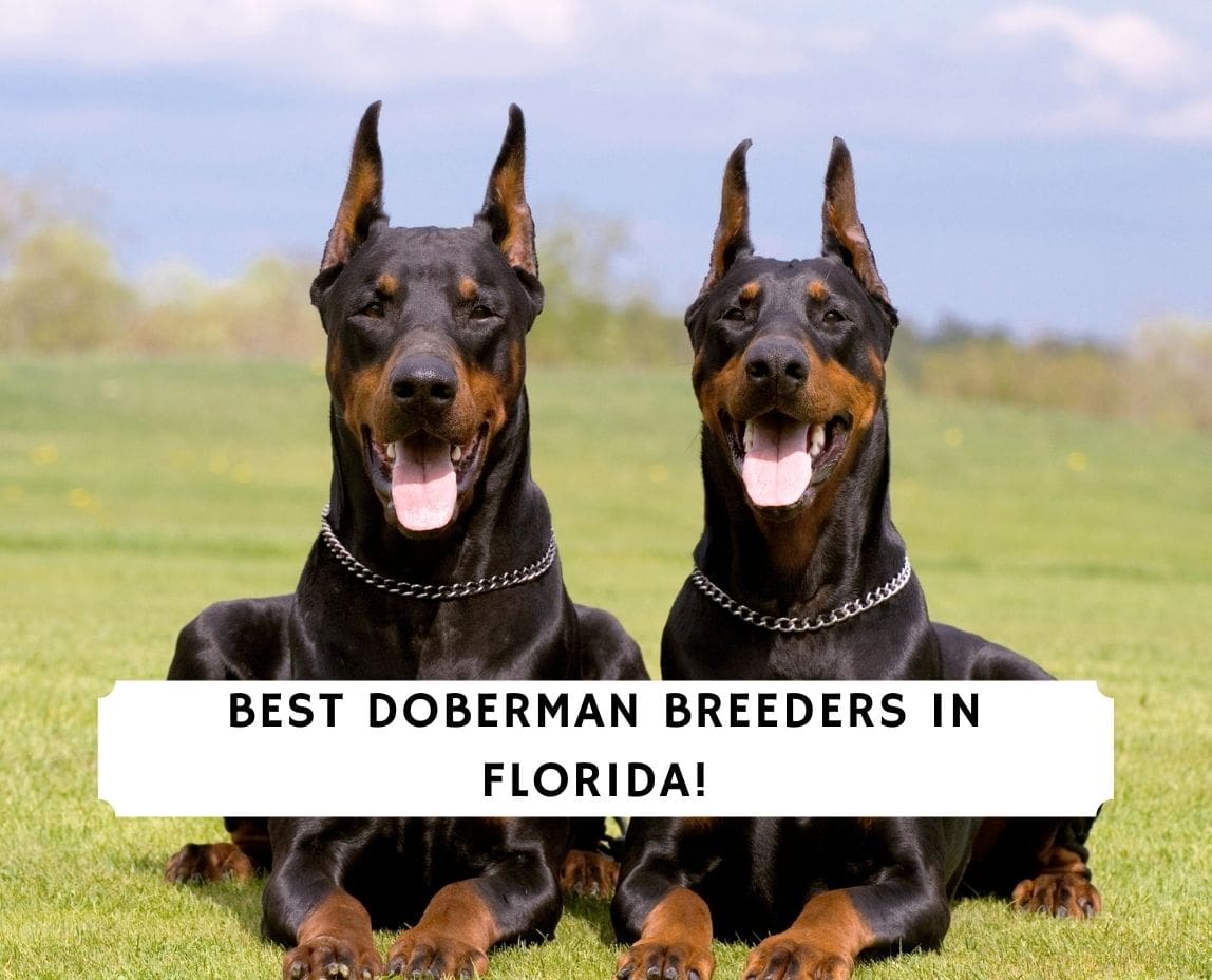 6 Best Doberman Breeders In Florida 2021 We Love Doodles