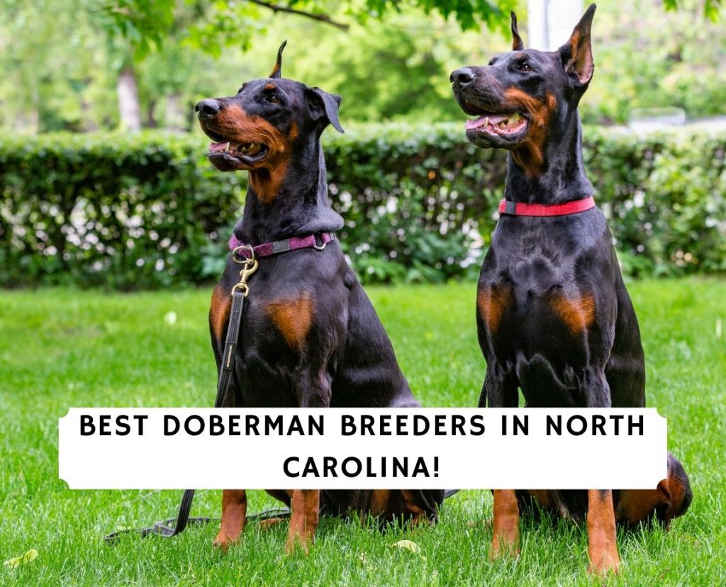 7 Best Doberman Breeders In North Carolina 2022 We Love Doodles